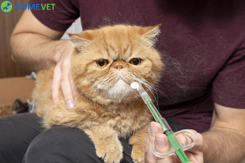 Tabletta beadó macska gyógyszer beadása könnyedén Homevet
