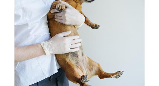 A BiogenicVet válasza a kutya és macska emésztési problémákra