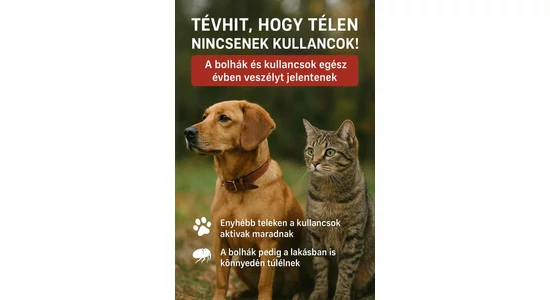 Meddig kell védekezni a bolhák és kullancsok ellen kutyáknál és macskáknál?