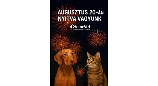 10 tipp állattartóknak augusztus 20-ra – Így védd meg kedvencedet a tűzijátéktól és a nagy tömegtől