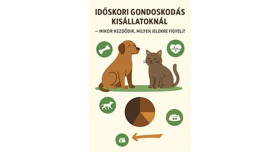 Időskori gondoskodás kisállatoknál — mikor kezdődik, milyen jelekre figyelj?