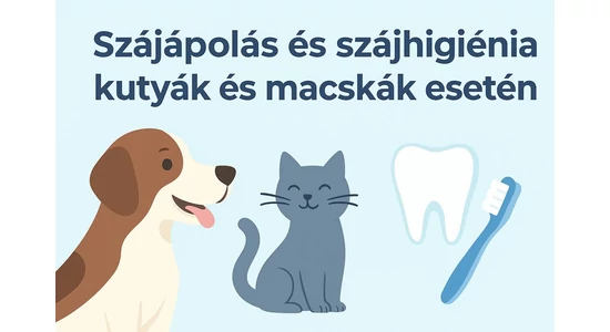 Kutyák és macskák szájápolása – hogyan őrizzük meg kedvencünk egészséges szájhigiéniáját?